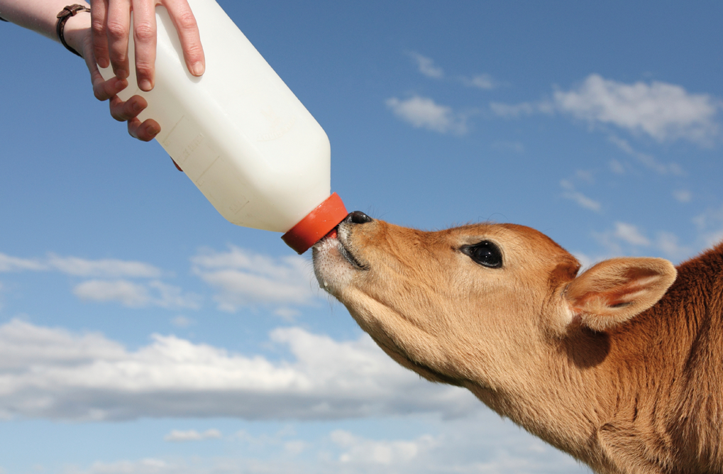 Kalb mit Flasche