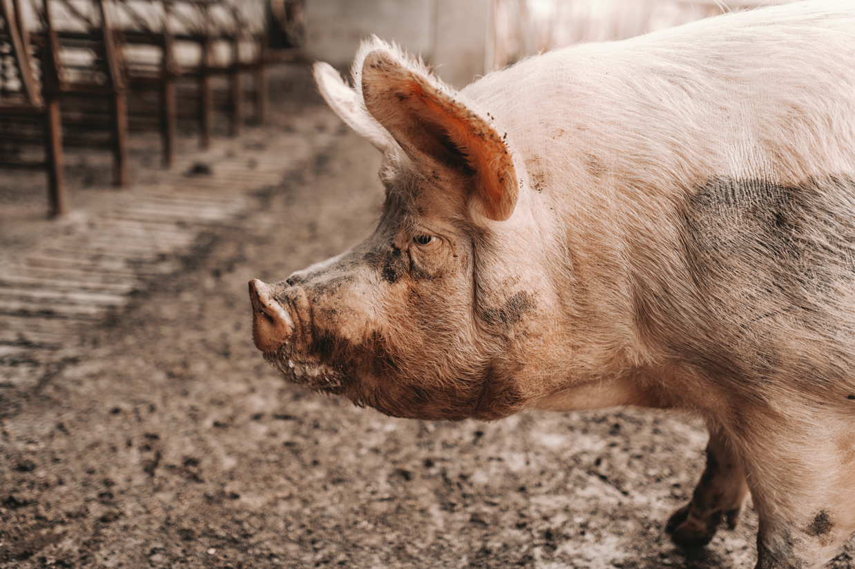 Schwein
