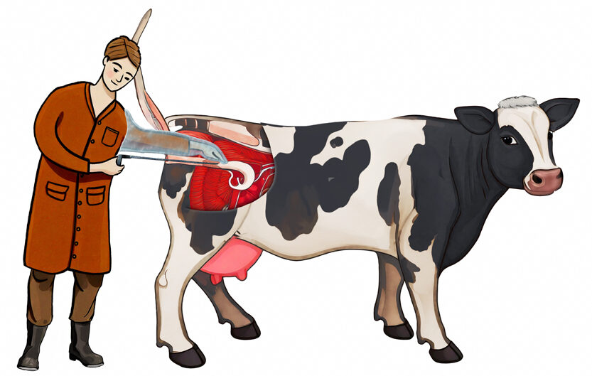 Illustration-Besamung einer Kuh